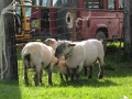 20120608 SHEEP SHEARING Le Bosquet with Richard & Becky Lythgoe 22